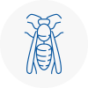 Saint Neots Wasp Nest Removal
